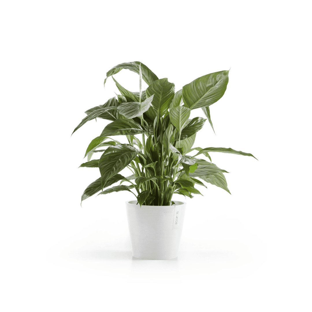 Planters & Pots at Premium Backyard