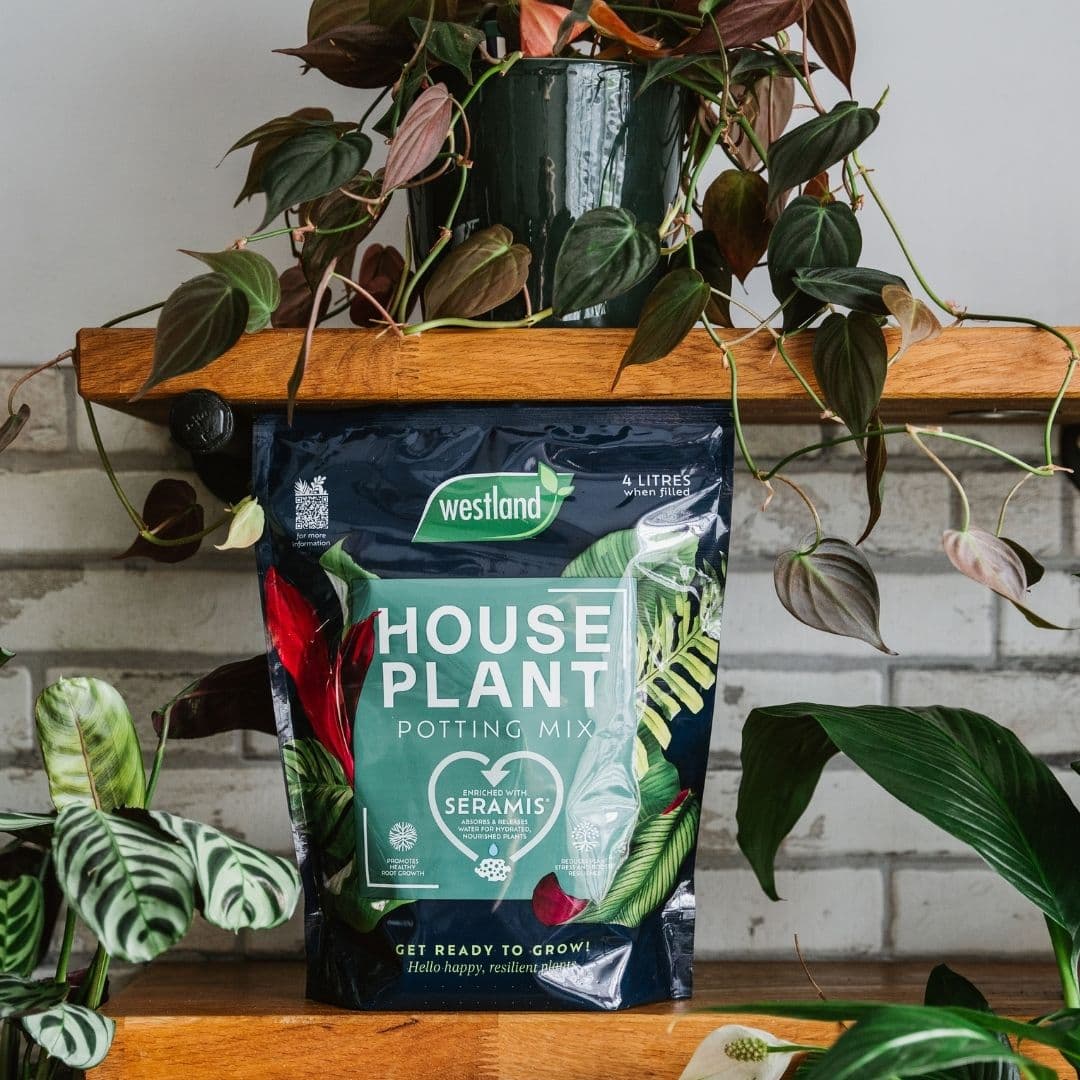 Westland Houseplant Potting Mix 4 Liters, image 1 of 4