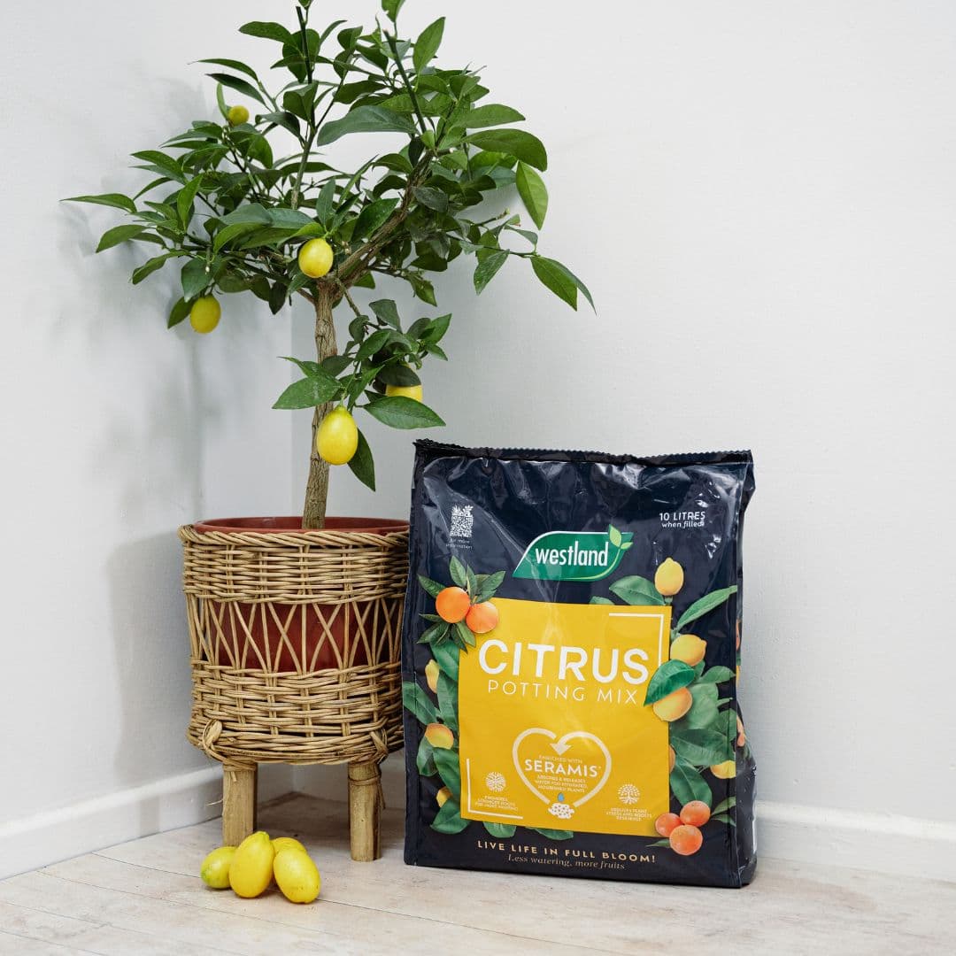 Westland Citrus Potting Mix 10 Liters, image 1 of 3